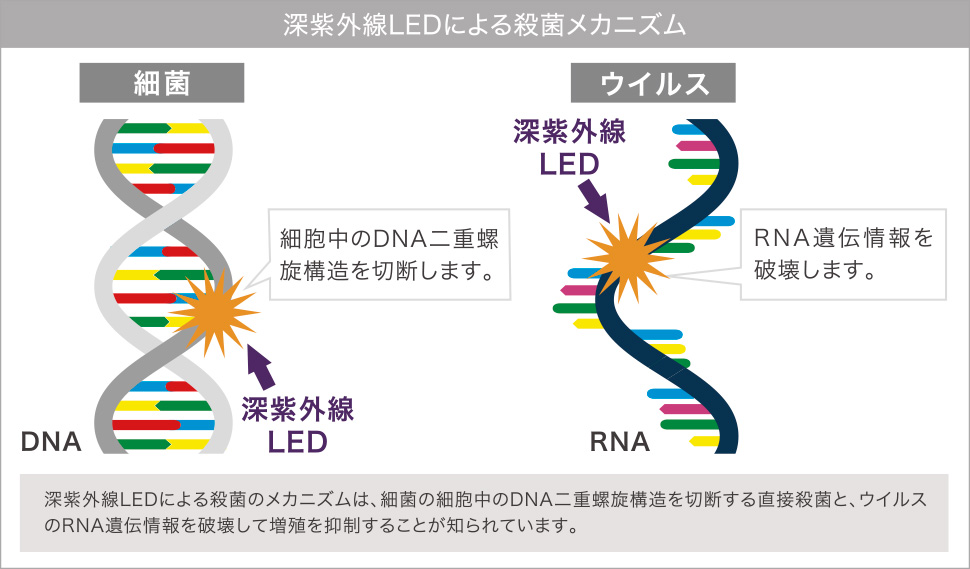 深紫外線LEDによる殺菌メカニズム